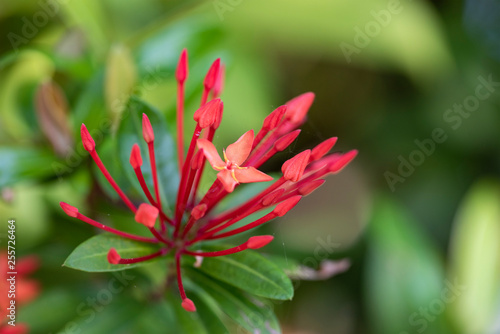 Beautiful red flowers of the plant Ixora chinensis in natural light. © faustasyan
