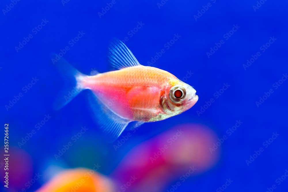 Red fish Ternezia. Gymnocorymbus ternetzi Red fish Ternezia. Gymnocorymbus ternetzi