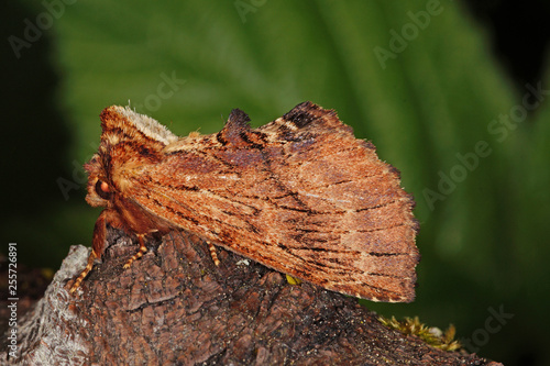 Ptilodon capucina (LINNAEUS, 1758) Kamel-Zahnspinner DE, RLP, Reil (Mosel) 23.05.2015