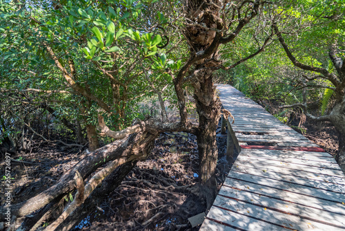 Hiking wooden path in the mangrove forest.