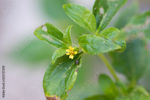 Flower Calyptocarpus vialis closeup