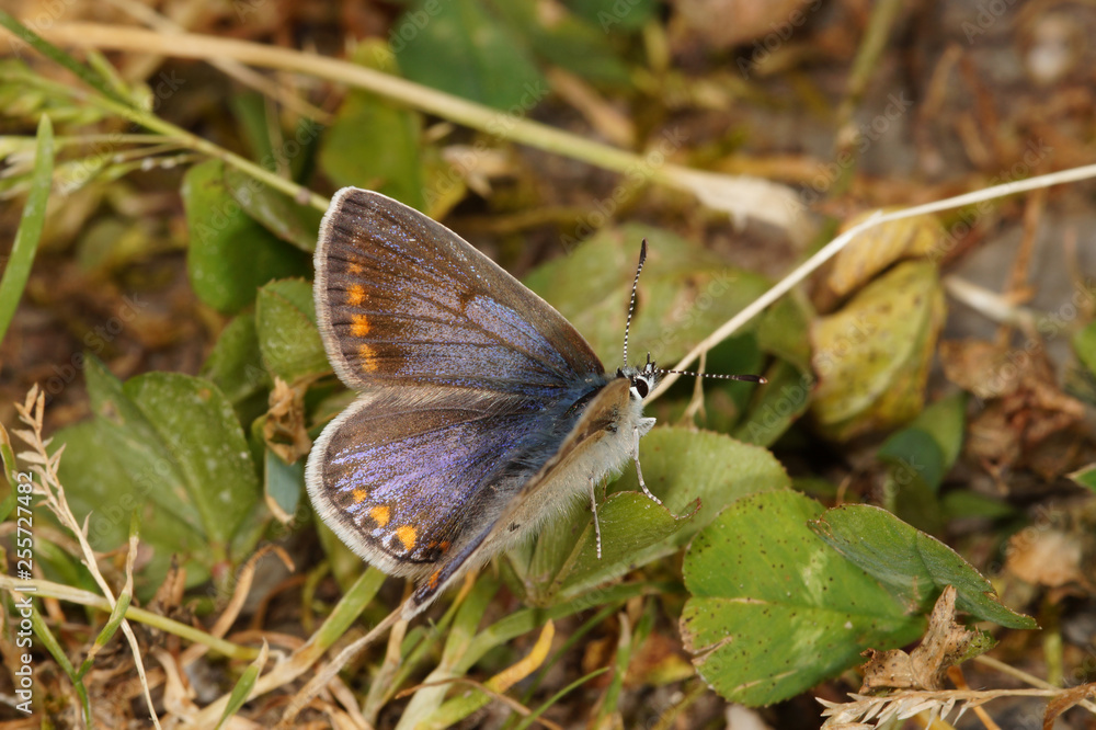 Obraz premium Polyommatus icarus (ROTTEMBURG, 1775) Hauhechel-Bläuling, Weibchen DE, RLP, Starkenburg, Mosel 23.05.2015