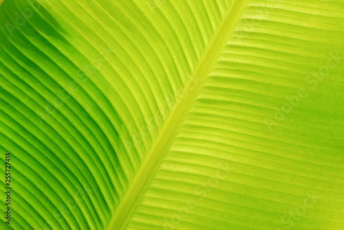 Fresh banana leaf background