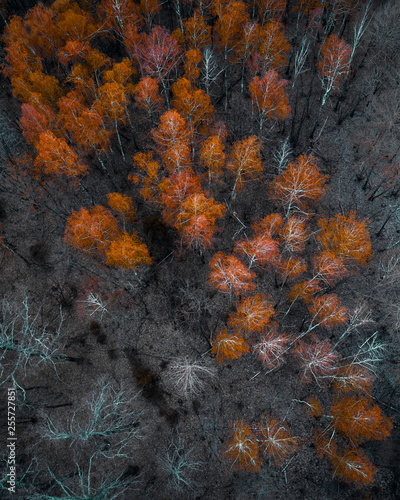 Autumn forest aerial drone view © LALSSTOCK