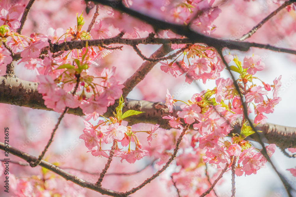 三浦海岸の河津桜
