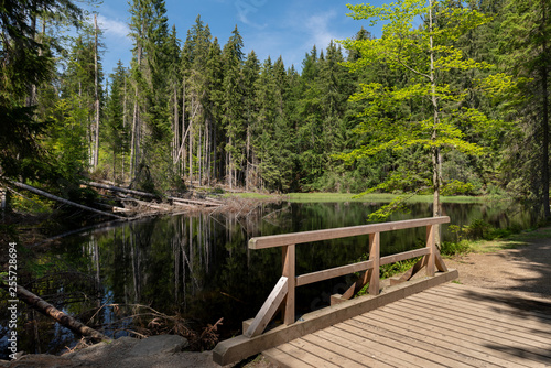 Boubin lake, primeval forest, Bohemian Forest National Park.