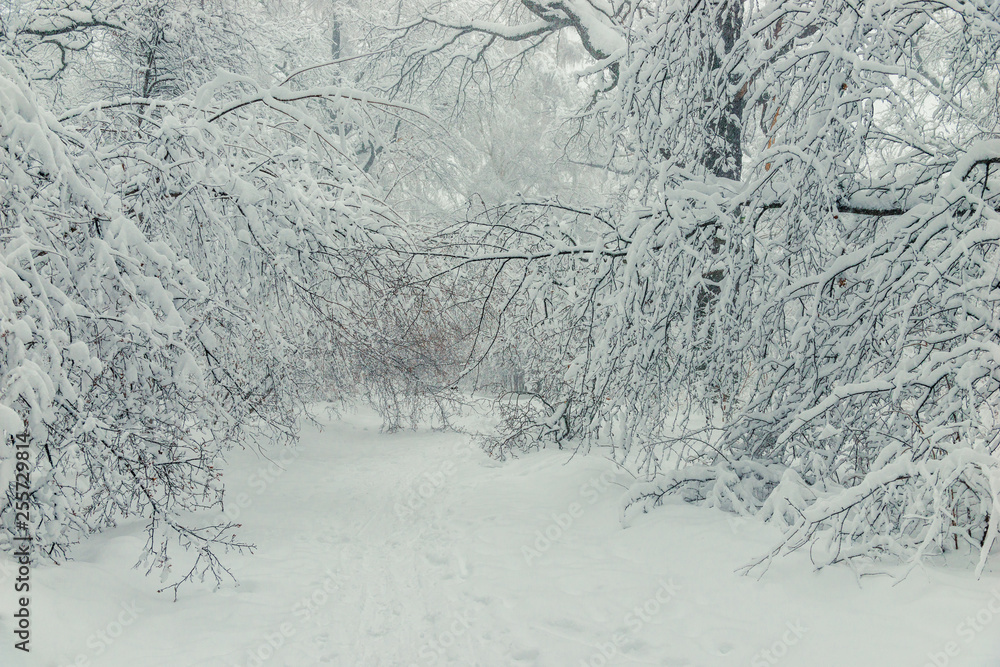 Landscape in the winter forest - branches and drifts Landscape in the winter forest - branches and drifts