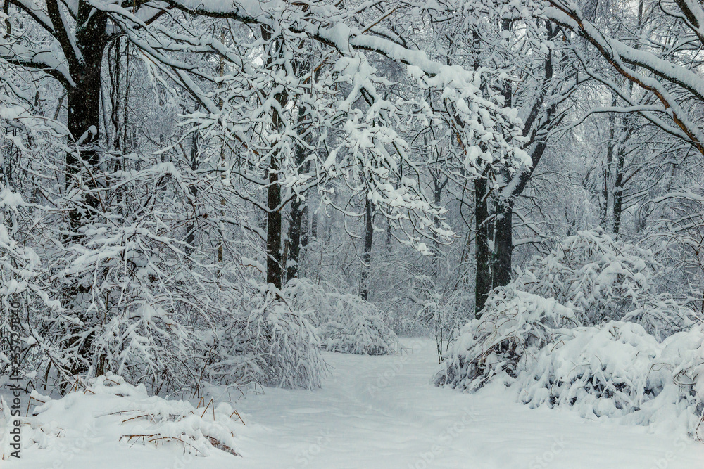 Fototapeta premium Black branches and white snow black and white winter forest landscape