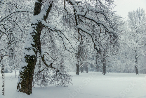 Wallpaper Mural In the foreground is a large branchy tree covered with snow, a winter forest landscape Torontodigital.ca