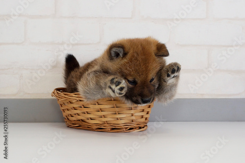 籠の中で遊ぶ豆柴子犬 photo