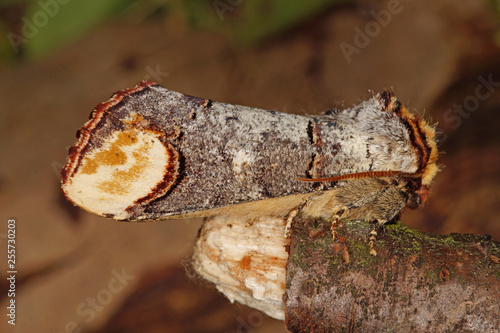 Phalera bucephala (LINNAEUS, 1758) Mondvogel, Mondfleck DE, RLP, Kröv, Mosel 23.05.2015 photo