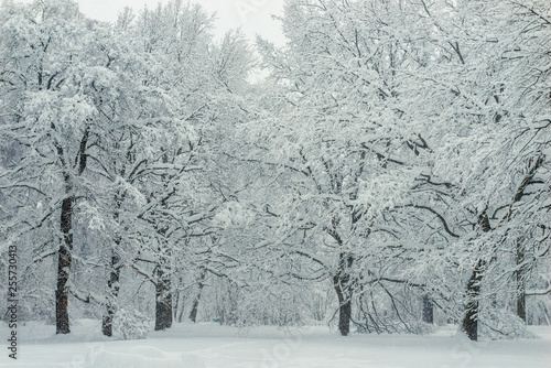 forest after snowfall, beautiful winter park landscape