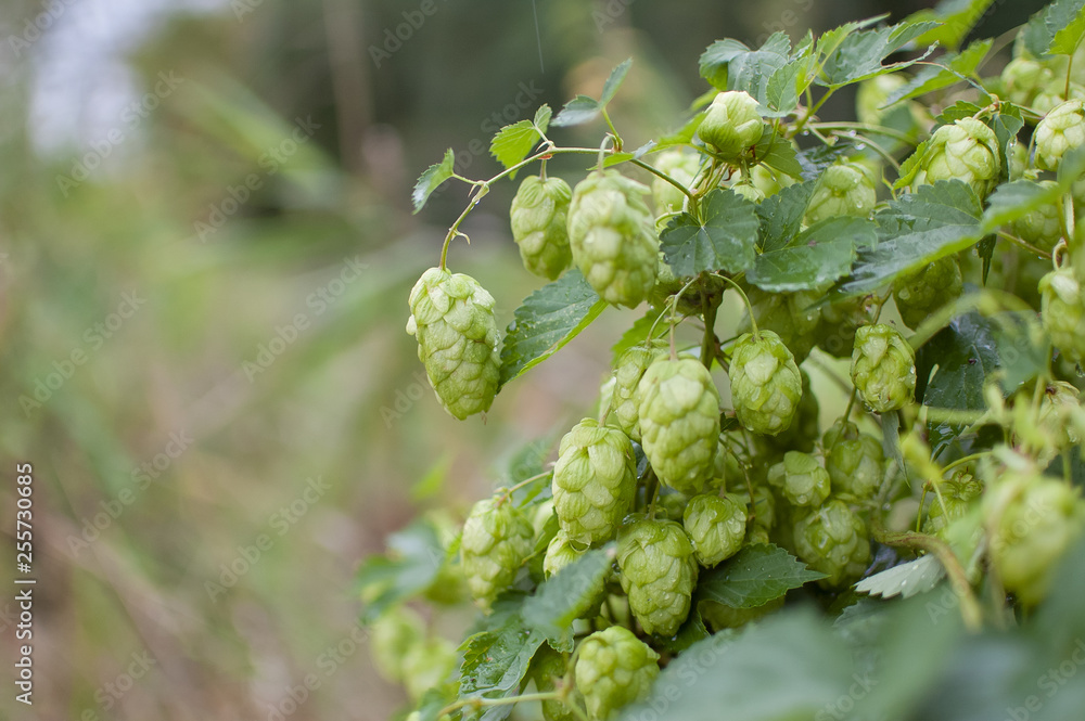 Green fresh hop cones for making beer and bread in the summer on hops field, copy space in the left corner of the photo Green fresh hop cones for making beer and bread in the summer on hops field, copy space in the left corner of the photo