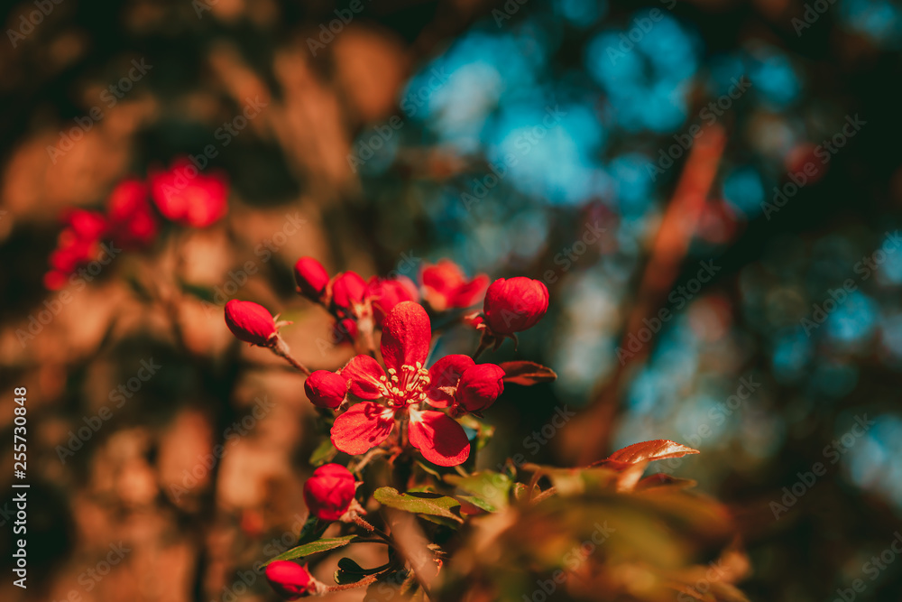 Red apple flowers. Red apple blossom at sunset, close up Red apple flowers. Red apple blossom at sunset, close up
