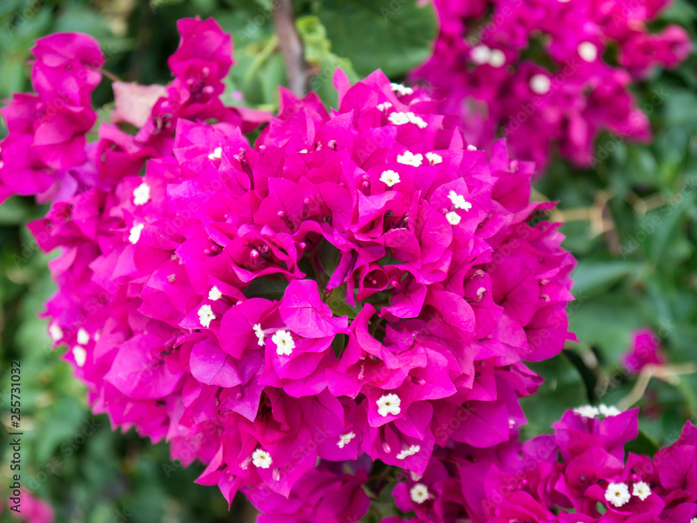 Bougainvillea flowers with green background