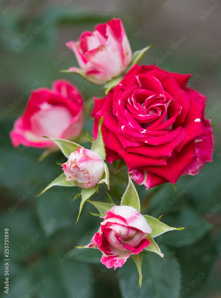 Fresh red rose Fresh red rose