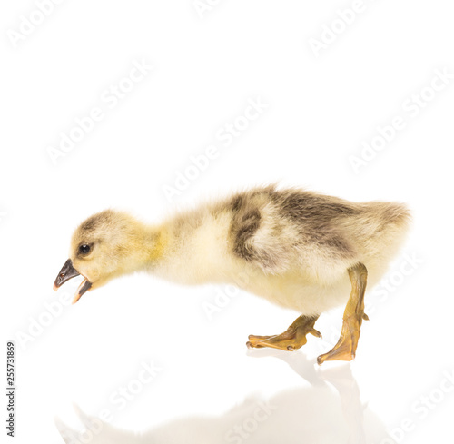 Cute little gosling
