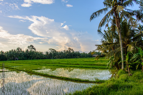 Paddy fields Ubud Bali  Indonesia