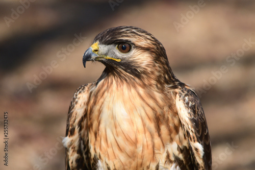 ノスリ　茨城県植物園