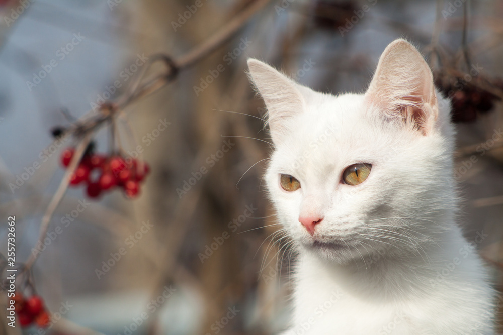 Portrait of Pure White Cat front view