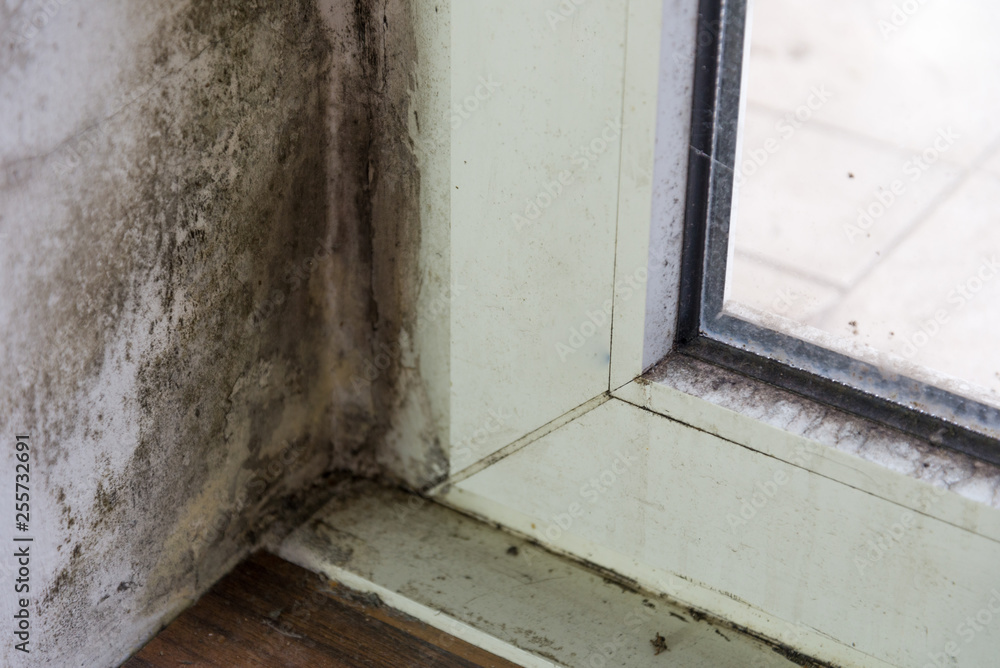 Spot of mold, mould, mildew or fungas on at corner of white wall above beside frame of door.. Spot of mold, mould, mildew or fungas on at corner of white wall above beside frame of door..