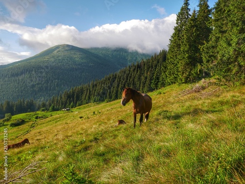 a horse walks against a mountain