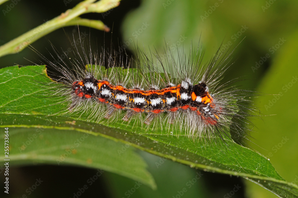 Fototapeta premium Sphrageidus similis (FUESSLIN, 1775) Schwan , Raupe DE, RLP, Kröv, Mosel 23.05.2015