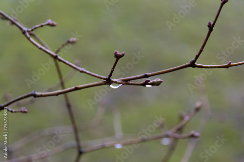 drop of water in branch