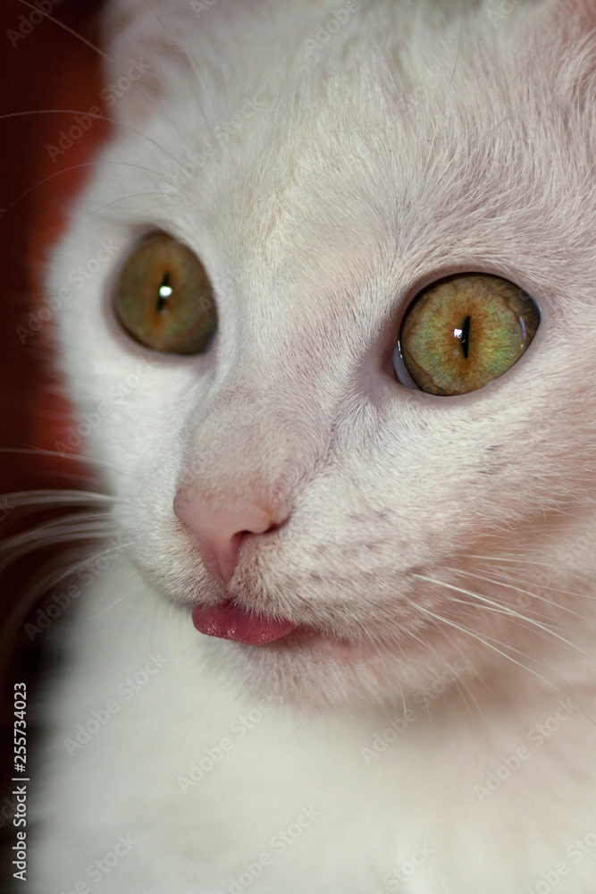 Young crazy surprised cat make big eyes closeup