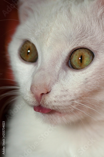 Young crazy surprised cat make big eyes closeup