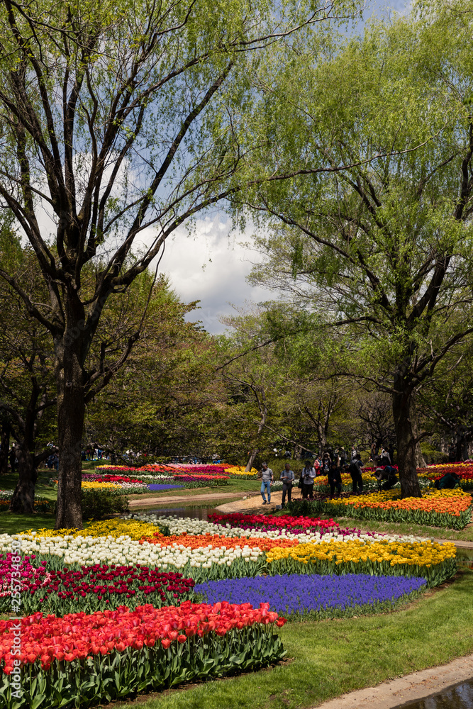 Obraz premium チューリップ