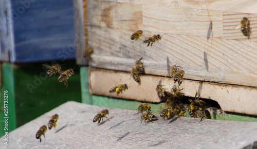 Bienen vor Bienenstock © Stephan