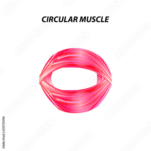The structure of skeletal muscle. Circular muscle. Tendon. Infographics. Vector illustration on isolated background.