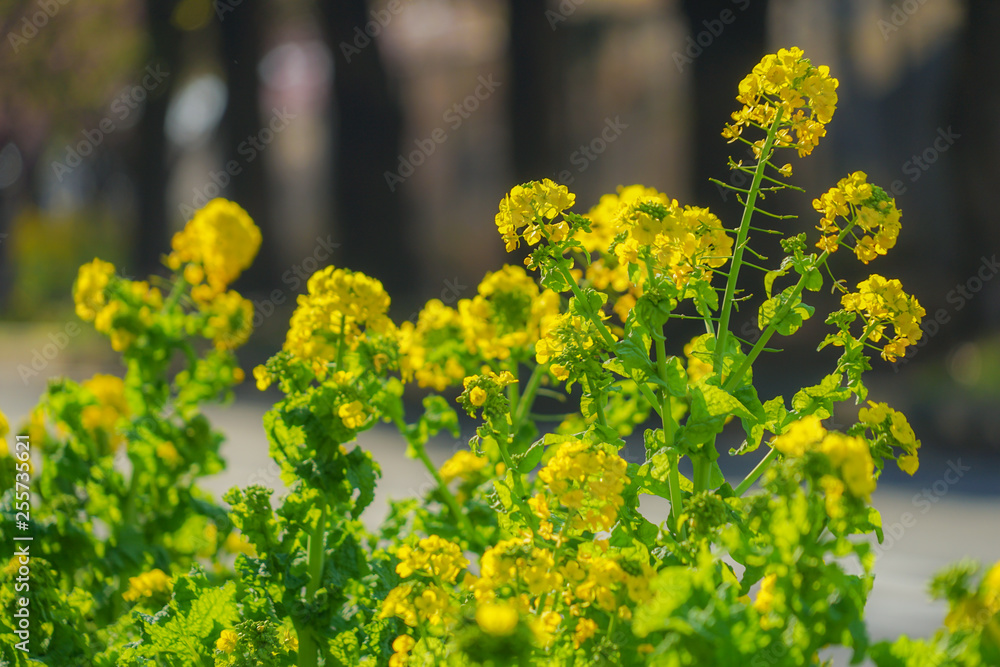 Obraz premium 三浦海岸の菜の花畑