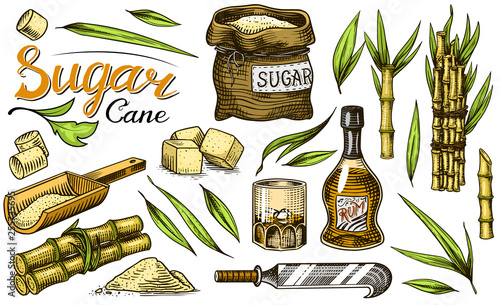 Cane sugar with leaves. Set of Sugarcane plants. Stalks and bottle of rum, Wooden plate spoon, Cubes and juice, Bamboo, signboard inscription. Engraving Hand drawn food and natural ingredients.