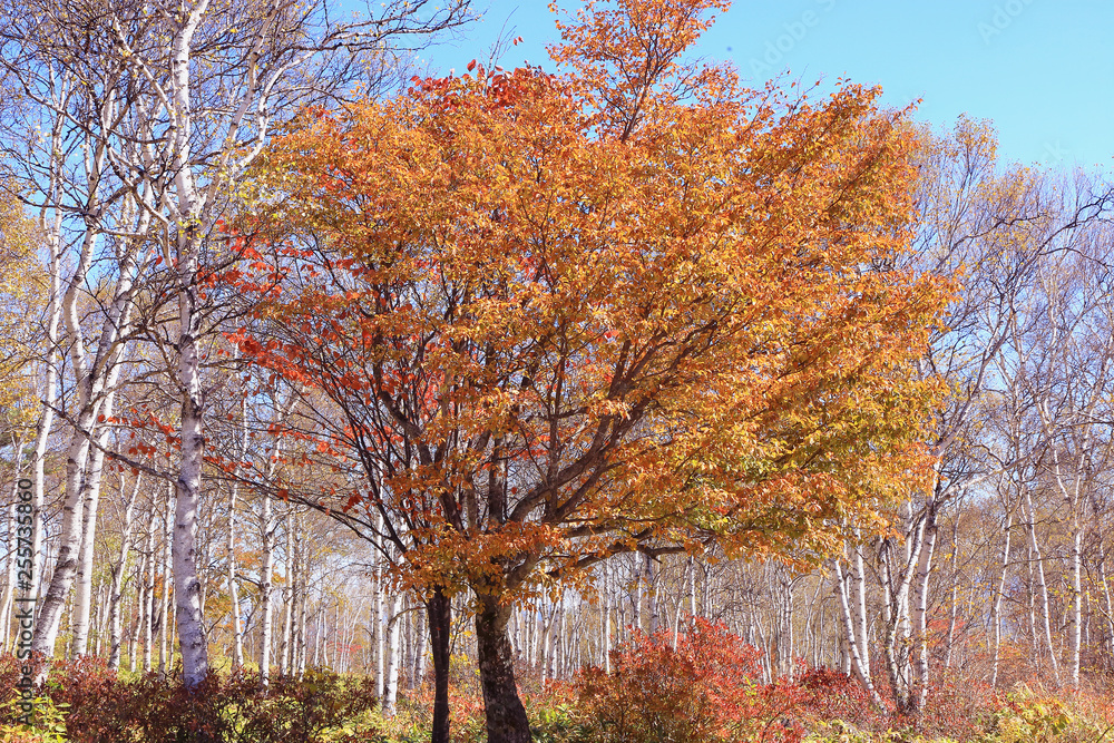 Fototapeta premium 秋の高原