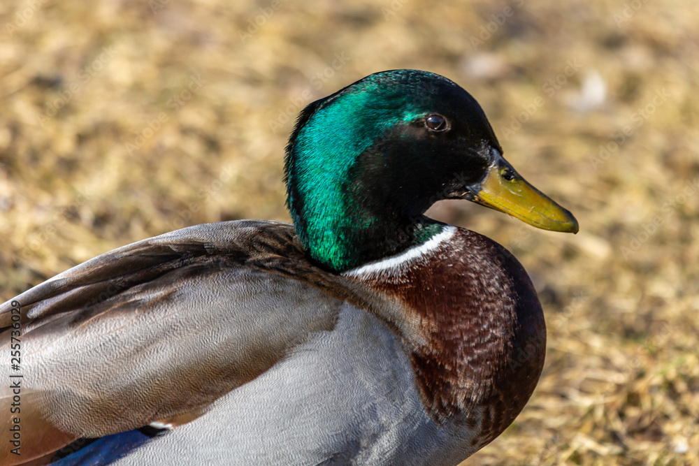 Obraz premium Mallard Portrait