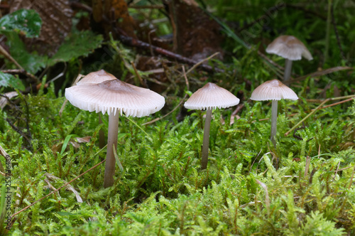 Group of small mushrooms Mycena zephirus in the wet spruce forest. Inedible mushroom.