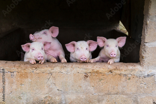 Four adorable young pink pigs standing huddled with trotters on pen window sill watching 