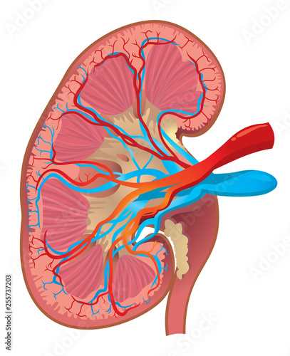 human kidney vector