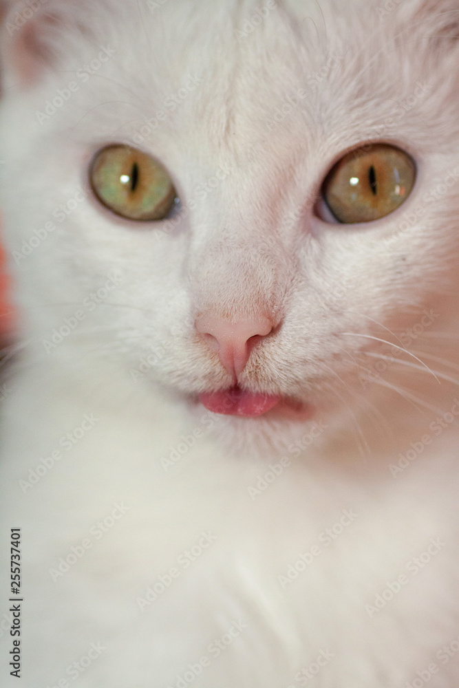 Young crazy surprised cat make big eyes closeup Young crazy surprised cat make big eyes closeup