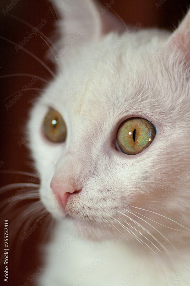 Young crazy surprised cat make big eyes closeup Young crazy surprised cat make big eyes closeup