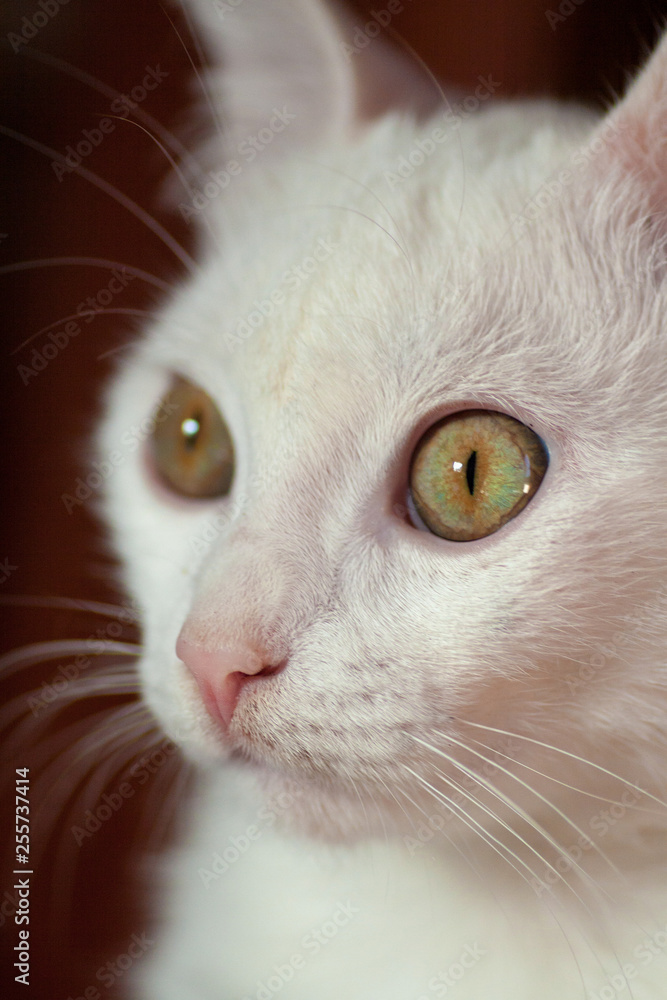 Young crazy surprised cat make big eyes closeup