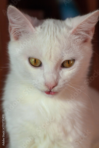 Portrait of Pure White Cat front view