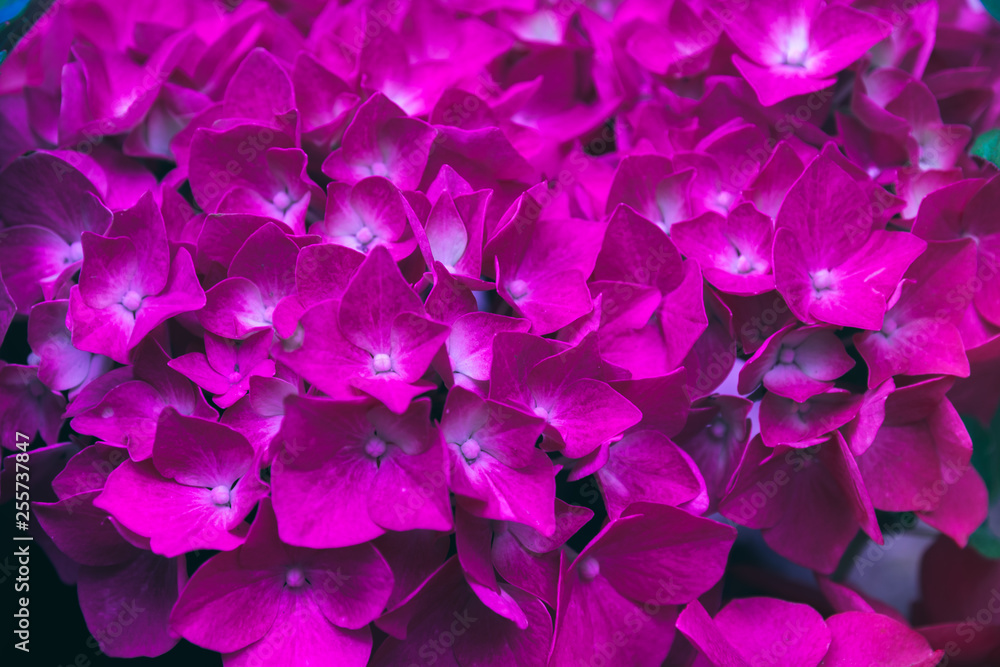 Purple color Hydrangea (Hydrangea macrophylla) or Hortensia flowers background. 