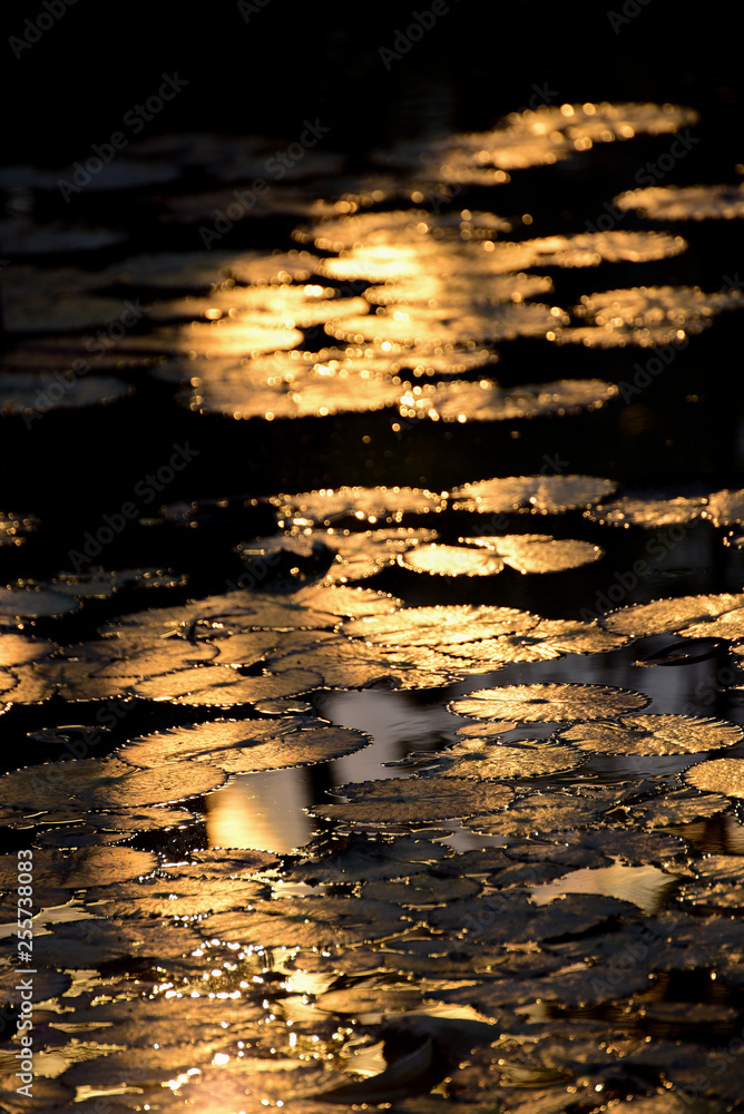 Beautiful Lotus leaf reflecting with sunset.