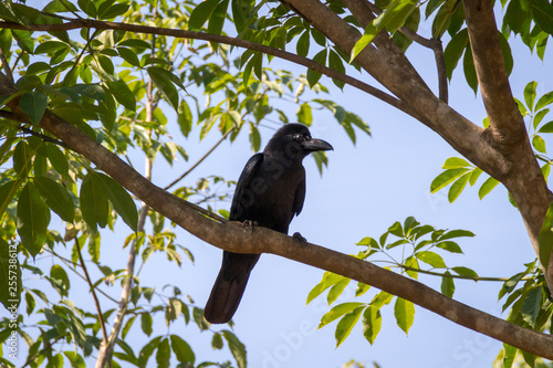 The New Caledonian crow bird on the tree. Raven in tropical jungle photo