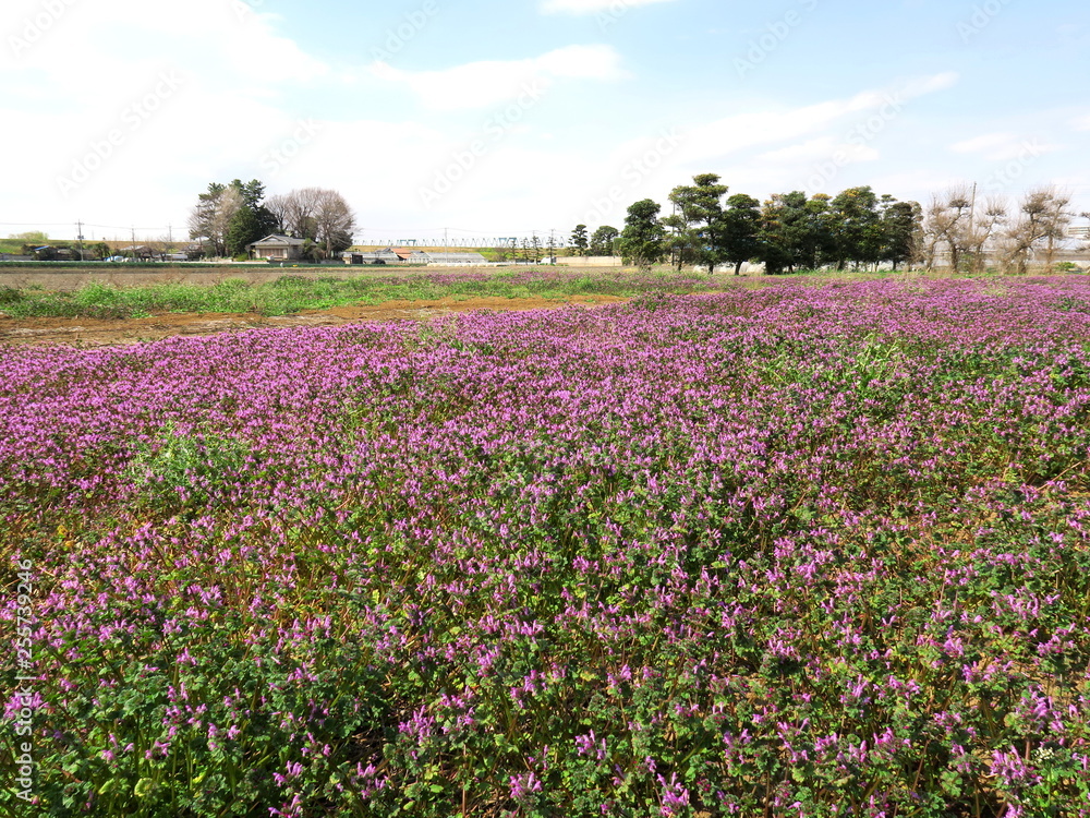 仏の座茂る春の野原風景