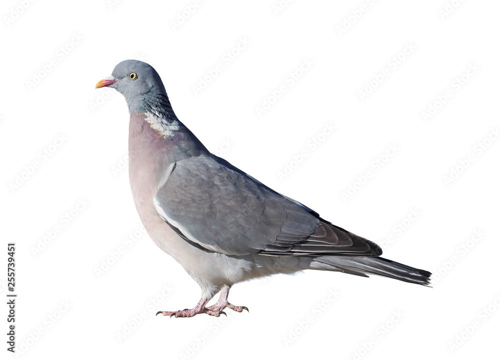 Wood pigeon (Columba palumbus), isolated on white background Wood pigeon (Columba palumbus), isolated on white background
