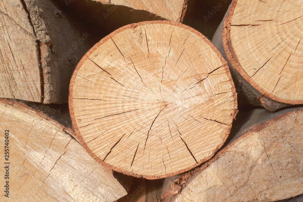 The rings of dry oak. Texture of cracked oak wood. The rings of dry oak. Texture of cracked oak wood.